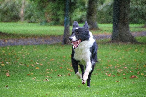 Hundewiese Eickhorst